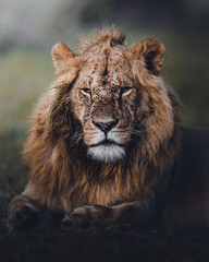 Obraz premium Beautiful portrait for lion in Masai Mara