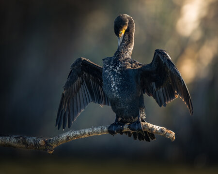 Beautiful portrait for cormorant stand on branch