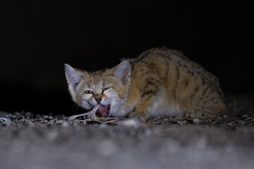 Beautiful Sand Cat in desert of Kuwait © ahmed