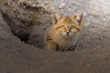 Beautiful Sand Cat in desert of Kuwait © ahmed
