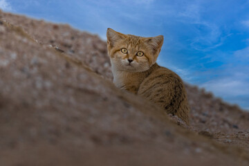Beautiful Sand Cat in desert of Kuwait © ahmed