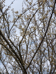 Obraz premium Delicate white blossoms and flower buds on a wild fruit tree branch in early spring, set against a blue sky with soft white clouds.