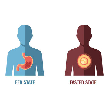 Comparison of human body states in fed and fasted conditions Vector, illustration