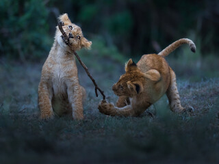 young cups of lion in Masai Mara © ahmed