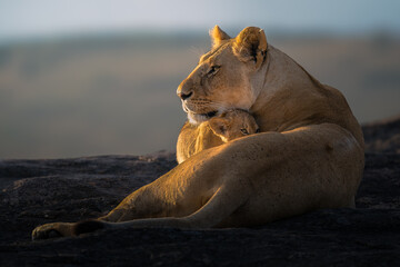 lioness mother with cub in Masai Mara © ahmed