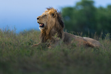Beautiful portrait for lion in Masai Mara © ahmed