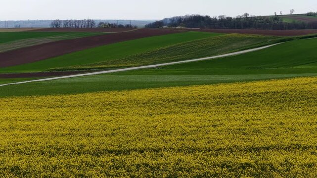 Aerial view of vibrant yellow and green agricultural fields intersected by a road, creating a patchwork of colors, Wintzenheim-Kochersberg, Grand Est, France.