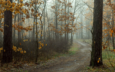 Fototapeta premium Morning fog enveloped the forest. The orange, dry oak leaves contrast beautifully against the gray haze. Forest walks. Hiking.