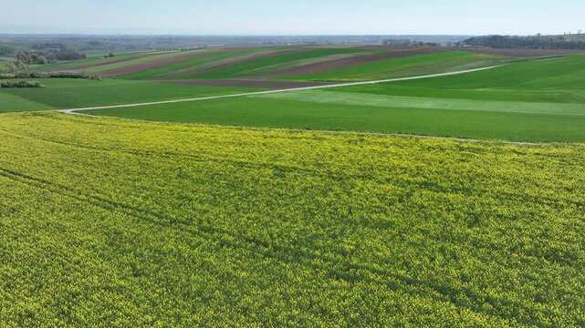 Aerial view of vibrant yellow and green fields intersected by pale pathways under a soft sky, creating a tranquil rural scene, Wintzenheim-Kochersberg, Grand Est, France.