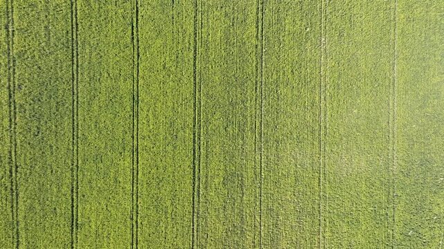 Aerial view of a vibrant green field with parallel lines, showcasing agricultural patterns and textures, Wintzenheim-Kochersberg, Grand Est, France.