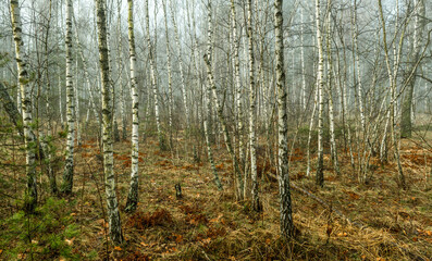 Obraz premium Morning fog enveloped the forest. The leafless birches stand out with their white bark. Walks in the forest. Hiking.