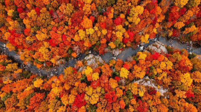 An aerial top view of colorful trees in autumn, vivid foliage creating a dense textured mosaic of red, orange and yellow, ultra-realistic, no logos.