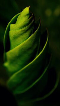 Tropical plant leaf unfurling with moody dark green tones