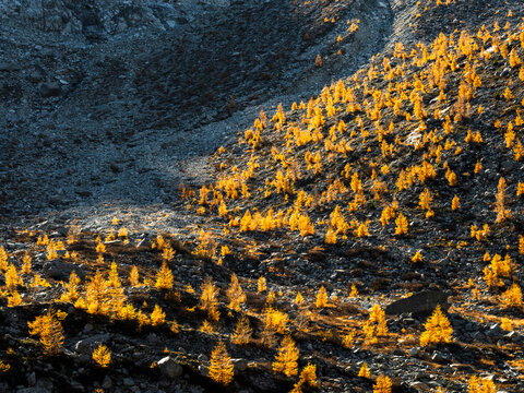 Autumn landscape, tourism: Golden larch trees grow on a rocky mountain slope in sunlight, creating a scenic destination at Alveo Presena,Trentino,Tonale Pass,Italy.