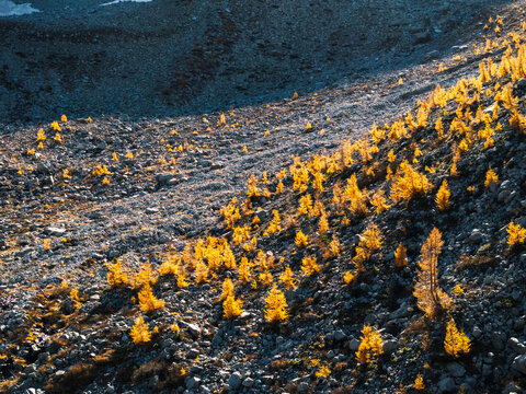 Landscape, tourism: Yellow larch trees grow on a rocky slope in Alveo Presena, Trentino, Tonale Pass, Italy.