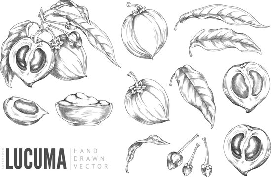 Lucuma fruit cut and whole, bowl of powder sketch vector set, superfood, hand drawn engraved eggfruit product, harvest