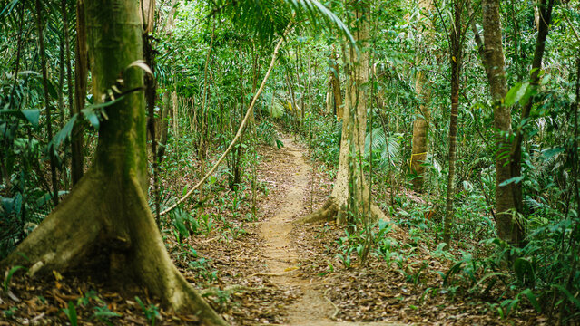 Sendero en bosque tropical
