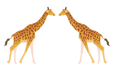Obraz premium An isolated illustration of pair of giraffes (genus Giraffa) over a white background - large African hoofed mammals with highly recognizable spotted coat patterns, they are the tallest living animals 
