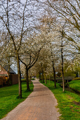 Fototapeta premium alley in the park
