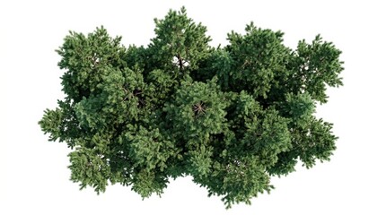 Obraz premium Top view of a sunlit cluster of pine trees, dense green needles, natural crown variation and soft shadows, isolated on white, crisp botanical render with fresh forest atmosphere, ultra-realistic, no