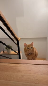An orange Siberian cat walking up indoor stairs, stopping to look curiously at the camera with a hesitant expression.