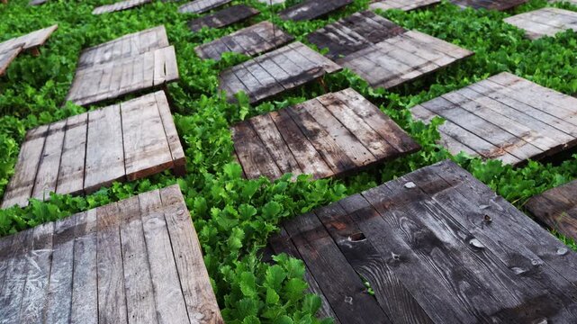 Rustic wooden planks creating a stepping stone path through a field of lush green foliage. Garden design and landscaping concept