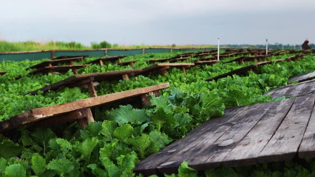Green vegetable plantation with rustic wooden covers for organic farming and snail control