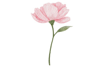 Fototapeta premium Pink Watercolor Flower with Leaf on Black Background – Hand Painted Botanical Illustration