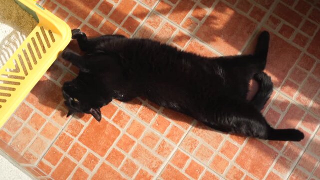 Black cat lying and rolling on a terrace on a sunny day