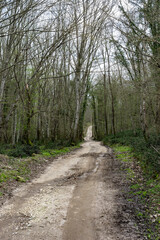 Fototapeta premium Woodland Path Winding Through Bare Forest Trees