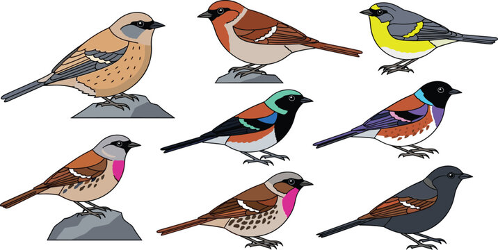 Dunnock and accentor species small perching birds wildlife icon set