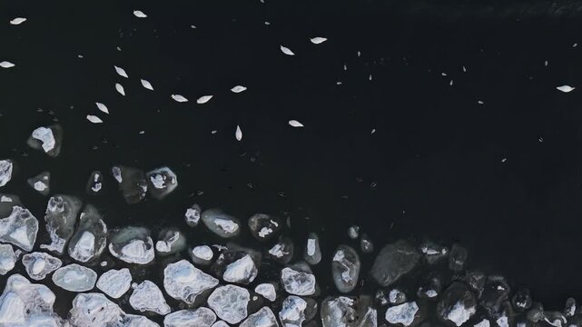 Aerial view of scattered ice floes and birds adrift in the dark Baltic sea waters creating a striking contrast of light and dark, Sopot, pomorskie, Poland.