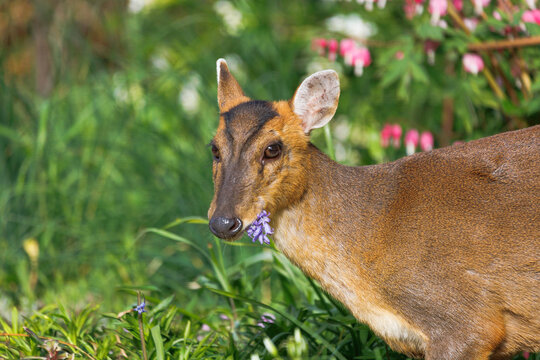 muntjac deer feeding on grasses and bluebells in flowerbed garden