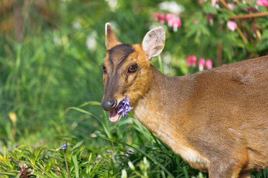 muntjac deer feeding on grasses and bluebells in flowerbed garden