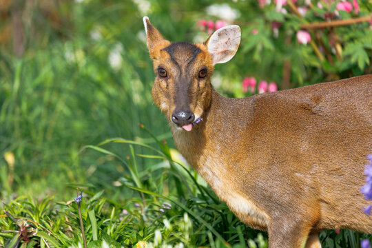 muntjac deer feeding on grasses and bluebells in flowerbed garden