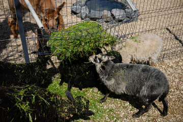 Obraz premium Sheep and alpaca feeding on fresh green grass. Concept of sustainable livestock farming and organic animal husbandry, domestic animals in eco farm paddock, traditional wool production, reserve
