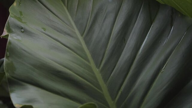 Tropical green leaf texture with water droplets