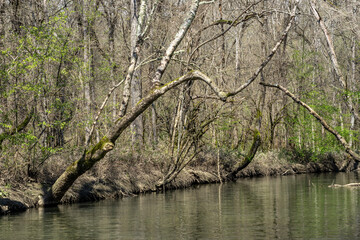Fototapeta premium River Flowing Through Greening Forest in Early Spring