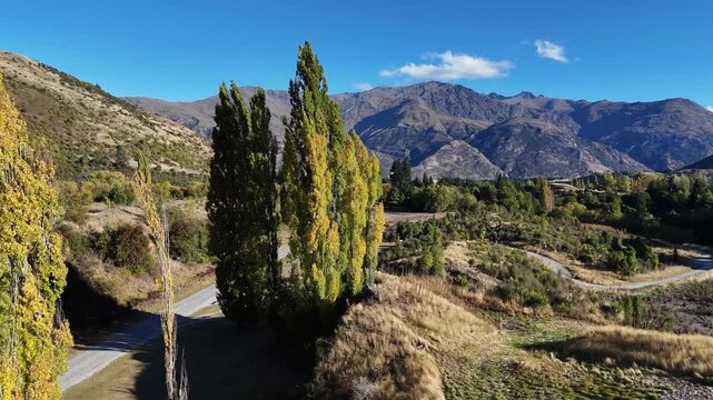 Aerial view of trees with yellow leaves, a road, and mountains under a clear blue sky creating a striking landscape, Arrow Junction, Otago Region, New Zealand.