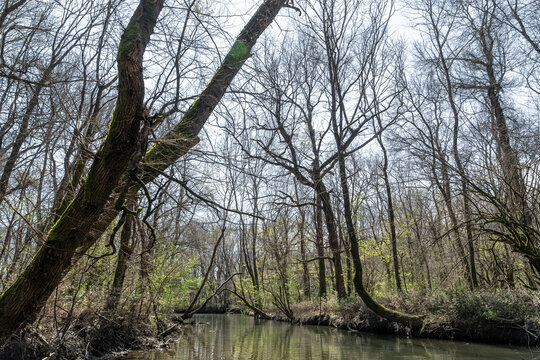 River Flowing Through Greening Forest in Early Spring