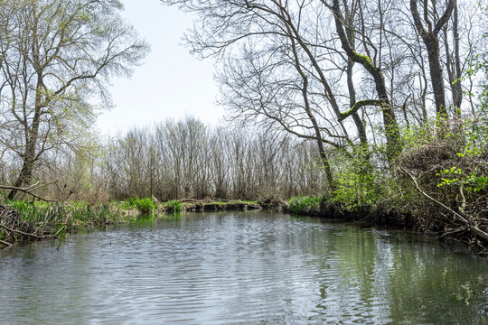 River Flowing Through Greening Forest in Early Spring