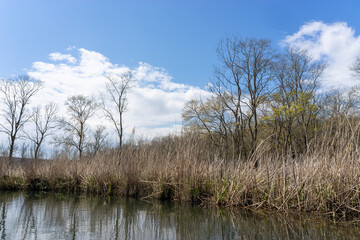 Fototapeta premium Water Channel with Dry Reeds and Bare Trees