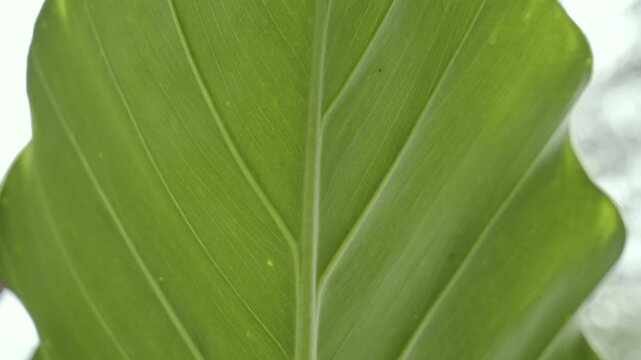 Tropical green leaf texture with water droplets
