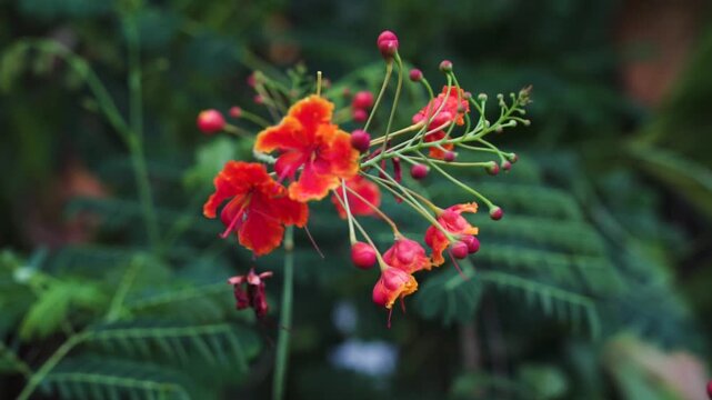 Vibrant Orange Tropical Flower with Long Stamens and Green Buds