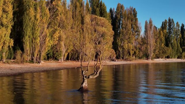 Aerial view of That Wanaka Tree standing in the serene lake, framed by golden autumn trees and distant mountains, Wanaka, Otago Region, New Zealand.