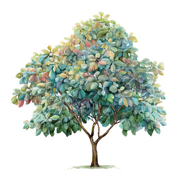 Sassafras Tree watercolor drawing vector, premium quality illustration on a clean white background.