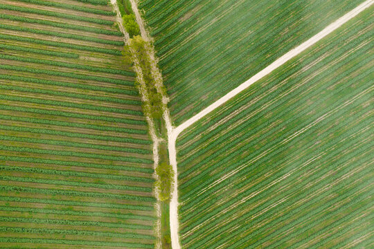 Aerial view of geometric agricultural fields with green crop rows and a dirt road junction in Piantravigne, Tuscany, Italy.