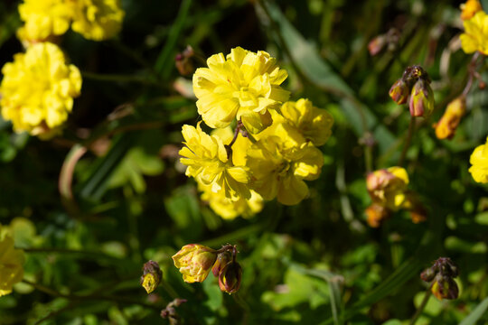 Double-flowered Bermuda Buttercup (Oxalis pes-caprae f. pleniflora) in Bright Sunlight