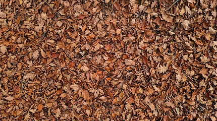 Fototapeta premium Autumn Leaves Covering Ground in Warm Hues.