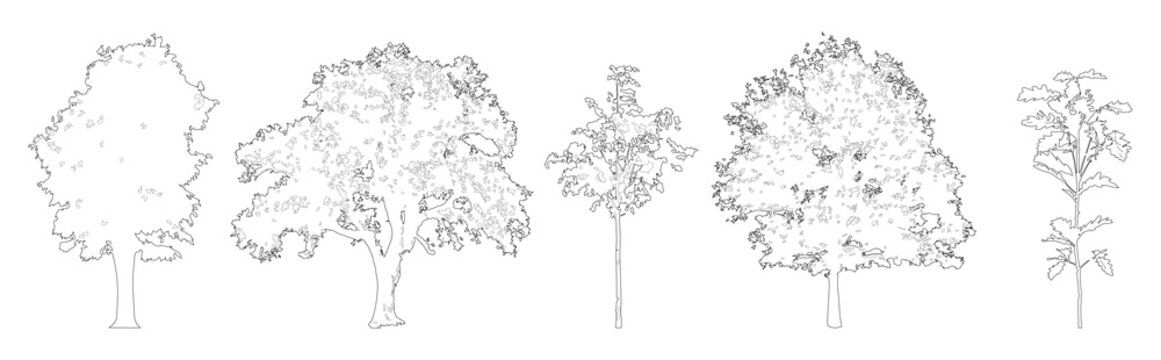Set of oak trees in elevation view for use in architectural drawings - isolated on transparent background